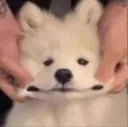 doge_