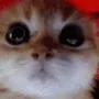 angrycat