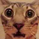 ShockedKitty