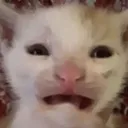 cat_shooketh