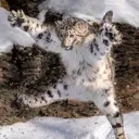 jump