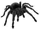 01spider1