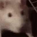 rattoballerino