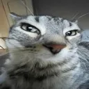 suspisouscat