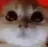 CatAngry