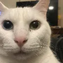 CannyCat CannyCat