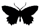 c_butterflyblack