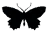 :c_butterflyblack: c_butterflyblack