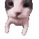 Catkiss