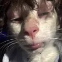creature