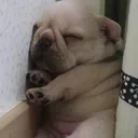 cansado