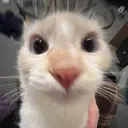 image_20241114_151952308