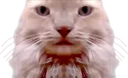 loafSTARE loafSTARE