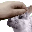 petseb