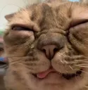 CatScrungle