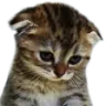 CatSad