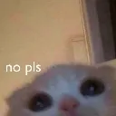 236_z_plsnocat