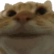qnosesNODDERS
