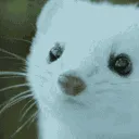 ferretlook