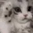 CAT_cute