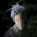 shoebillstare