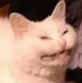 catsuffering