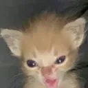 RAHHHH