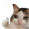 AOcatok