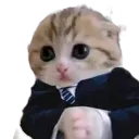 CTP_cCatFino