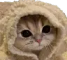 cozyCat