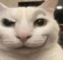 gato_sus