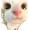 hihi