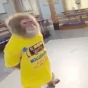 monkey