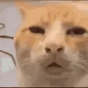 confusedCat