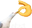 bird_shut