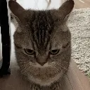 Cat_Angy