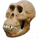 Skull