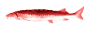 EvilJoel