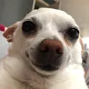proxdoggy Discord emoji