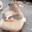 fatmonki