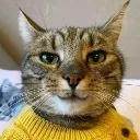 Ola