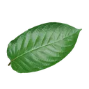 kratom