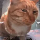 Catsmirk