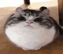 pon