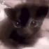 meoww