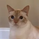 huh huh
