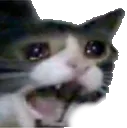 catscream