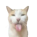 CatLick