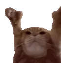 cat_dance