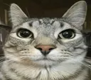 derp